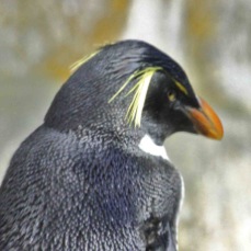 Macaroni Penguin 0384