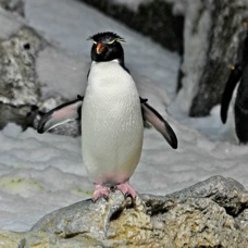 Rockhopper Penguin 0314