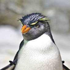Rockhopper Penguin 0325