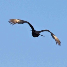 Black Vulture 1163
