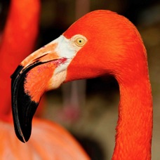 Caribbean Flamingo 0170