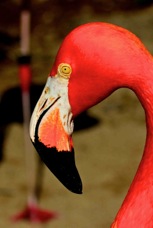 Caribbean Flamingo 0158