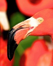 Caribbean Flamingo 0174