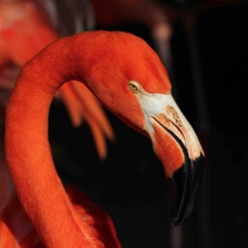 Caribbean Flamingo 0162
