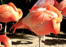 Caribbean Flamingo 0141
