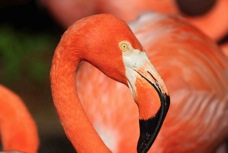 Caribbean Flamingo 0143
