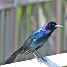 Boat-tailed Grackle 1284