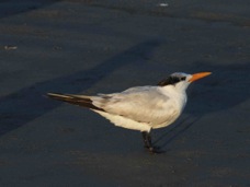 Royal Tern 2609.jpg