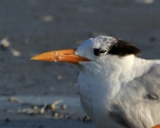 Royal Tern adult-nonbreeding 2908.jpg