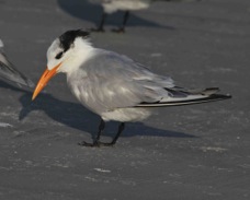 Royal Tern adult-nonbreeding 2933.jpg