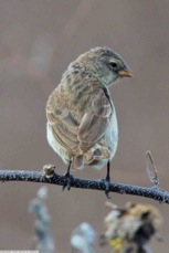 Small Ground Finch female 6483