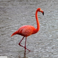 Greater Flamingo 6291