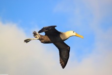 Waved Albatross 2486