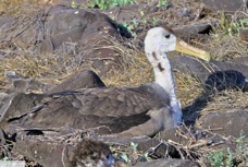 Waved Albatross juvenile 9478