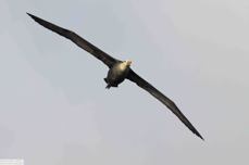 Waved Albatross 9697