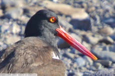 American Oyster Catcher 9453