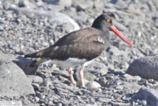 American Oyster Catcher 9440