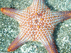 Sea Star P1020234