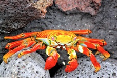 Sally Lightfoot Crab 1696