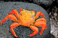 Sally Lightfoot Crab  1680