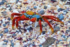 Sally Lightfoot Crab 6168