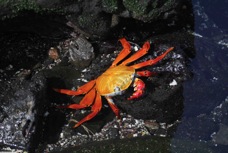 Sally Lightfoot Crab 6825