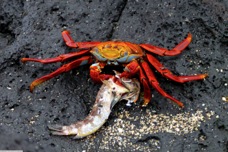 Sally Lightfoot Crab 8372