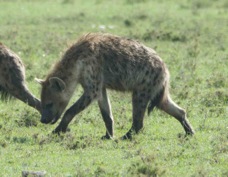Hyena Spotted 9817