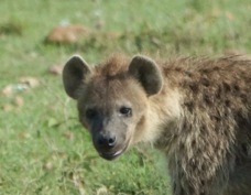 Hyena Spotted 9826.jpg