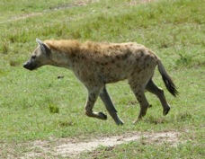 Hyena Spotted 9905