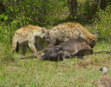 Hyenas Spotted on a kill 9943