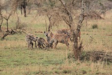 Hyenias Serengiti.jpg