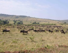 Wildebeasts Masai Mara 0131