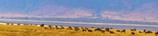 Wildebeasts in Ngorongoro crater    Sa  00123