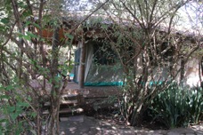 03d Fig Tree tent