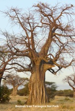 09d Beobab tree.jpg