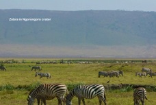 12g Zebra in Ngorongoro crater.jpg