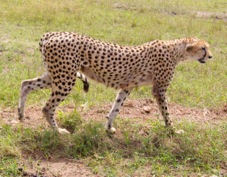 Cheetah by the road  Sa 0191