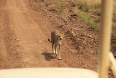 Cheetah on the road 2   Sc.jpg