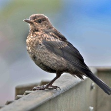 Blackbird juvenile 9748