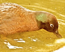 Campbell Island Teal 4361