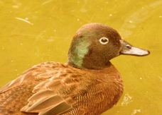 Campbell Island Teal 4383