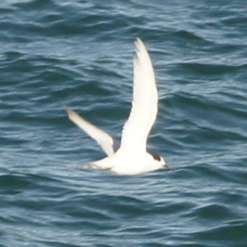 Gull-billed Tern 8088