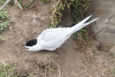 White-fronted Tern 5497