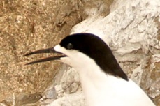 White-fronted Tern 9143