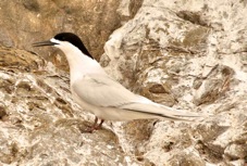 White-fronted Tern 9135