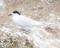 White-fronted Tern 5471