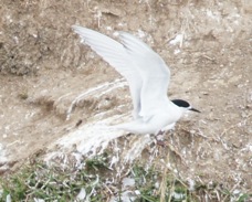 White-fronted Tern 5483
