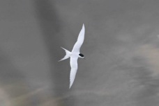 White-fronted Tern B 0793