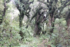 Mt Teranaki forest